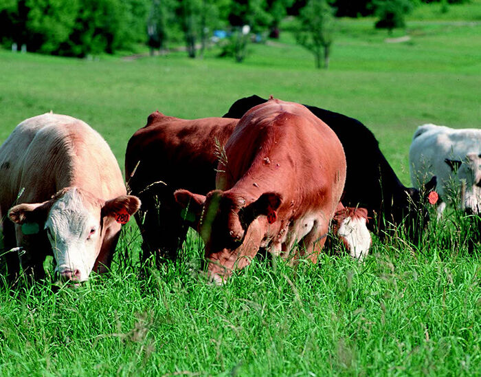 CC Cattle Grazing Generic